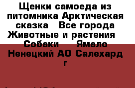 Щенки самоеда из питомника Арктическая сказка - Все города Животные и растения » Собаки   . Ямало-Ненецкий АО,Салехард г.